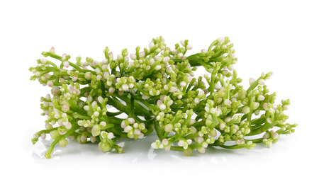 Ceylon Spinach on white backgroundの写真素材