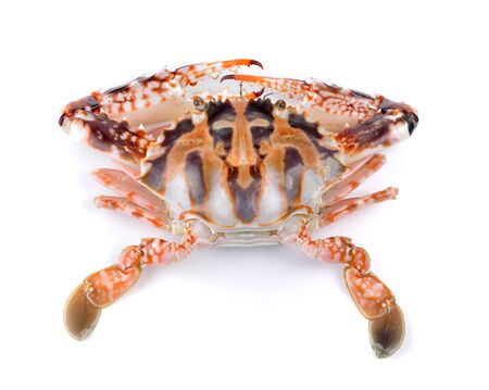 serra ted mud crab on white backgroundの写真素材