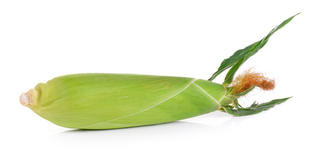 fresh corn on white backgroundの写真素材