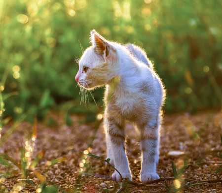 Young cat on green meadowの写真素材