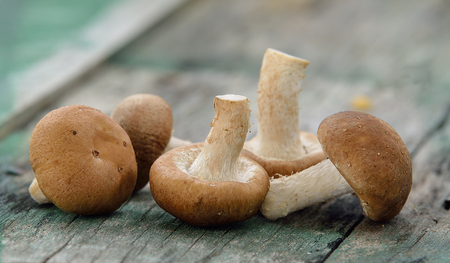 shiitake mushrooms on the old woodの写真素材