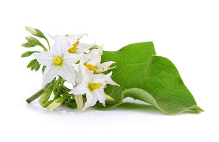 Eggplant flowerの写真素材