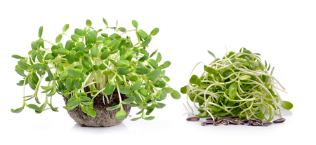 green young sunflower sproutsの写真素材