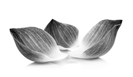 lotus petal black and whiteの写真素材