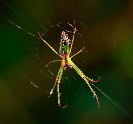 Spider on the web in moringの写真素材