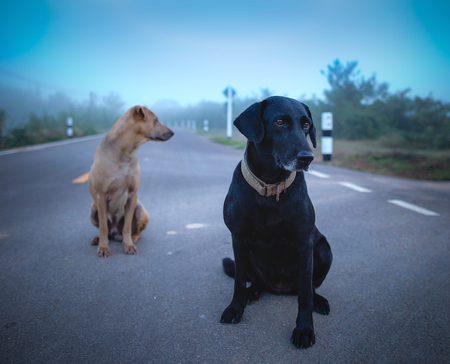 dog on roadの写真素材