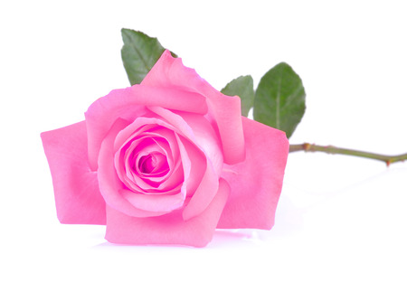 pink rose on white backgroundの写真素材