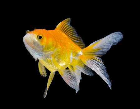 gold fish on black backgroundの写真素材