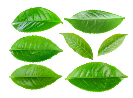 Green tea leaf isolated on white backgroundの写真素材