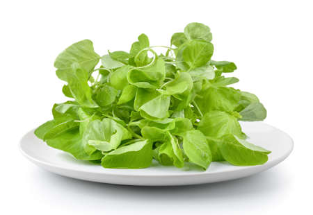 spinach in plate isolated on a white backgroundの写真素材