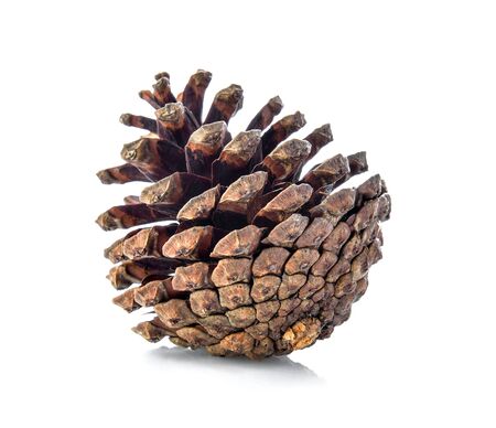 brown pine cone isolated on white backgroundの写真素材