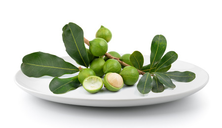 fresh macadamia nut in plate isolated on a white backgroundの写真素材
