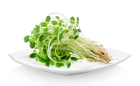 young sunflower sprouts in white plate on white backgroundの写真素材