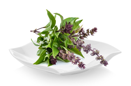Sweet Basil in a plate on white backgroundの写真素材