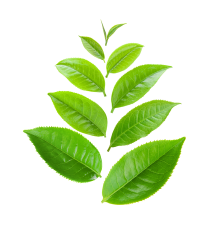 tea leaf isolated on white backgroundの写真素材