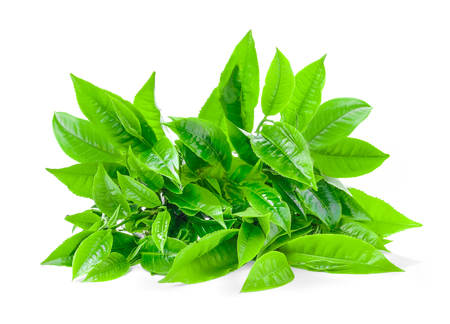 tea leaf isolated on white backgroundの写真素材