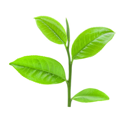 tea leaf on isolated white backgroundの写真素材