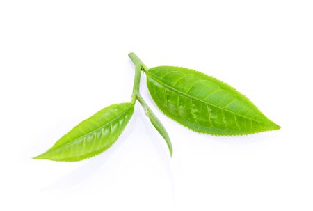 green tea leaf isolated on white backgroundの写真素材