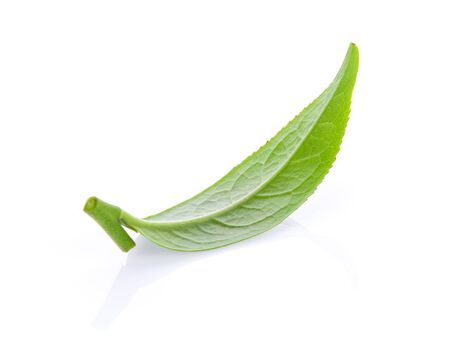 tea leaf isolated on white backgroundの写真素材