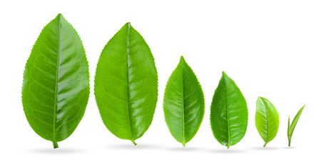 tea leaf isolated on white backgroundの写真素材