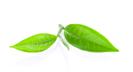 tea leaf on white backgroundの写真素材