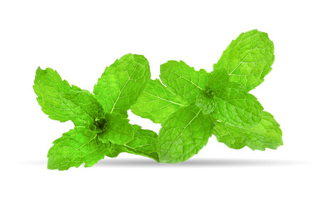 mint leaf on white backgroundの写真素材
