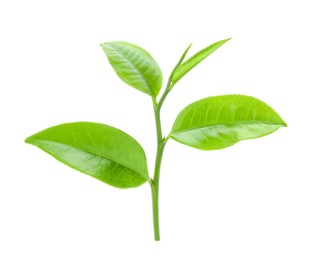 tea leaf on isolated white backgroundの写真素材