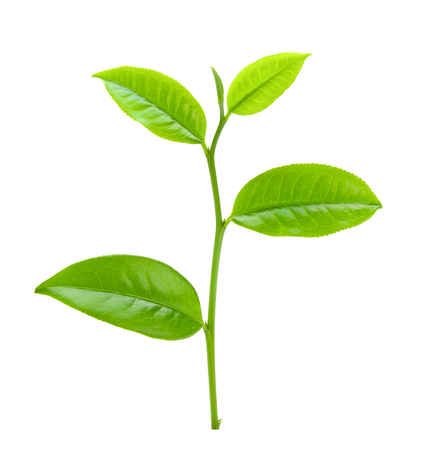 tea leafの写真素材