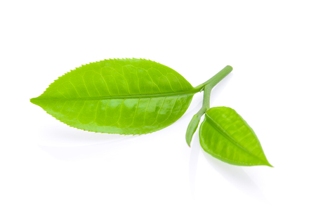 tea leafの写真素材
