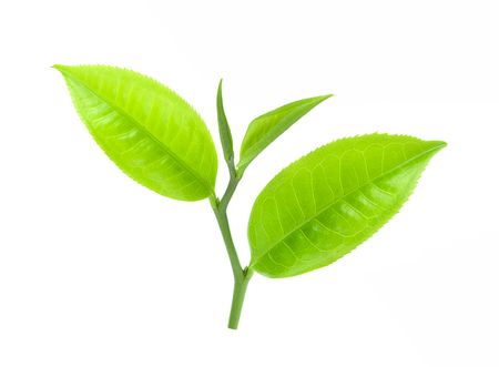 tea leaf isolated on white backgroundの写真素材