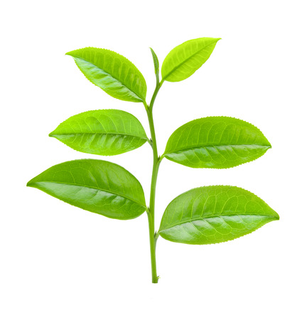 tea leafの写真素材