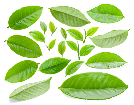 tea leaf isolated on white backgroundの写真素材