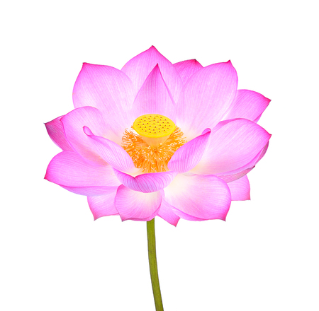 lotus flower isolated on white backgroundの写真素材