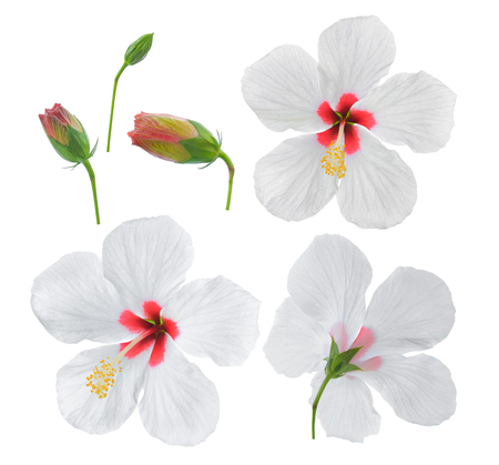 white hibiscus flower isolated on white backgroundの写真素材