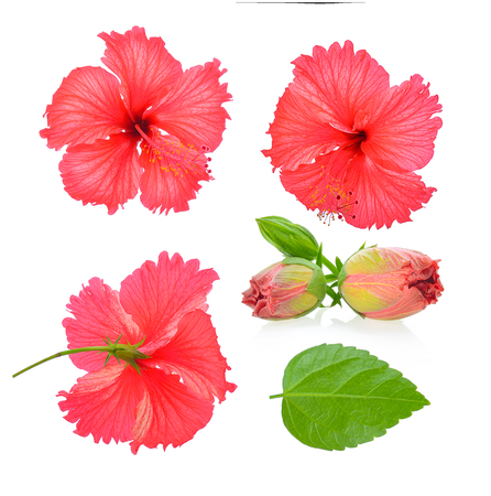 red hibiscus flower isolated on white backgroundの写真素材