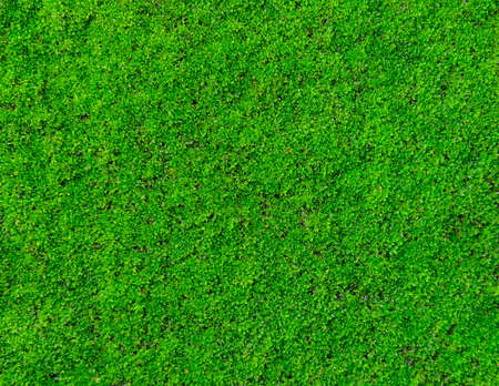 moss texture, background with copy spaceの写真素材