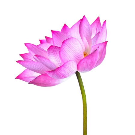 lotus flower isolated on white backgroundの写真素材