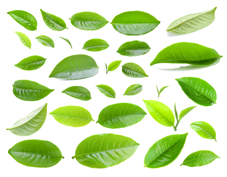 tea leaf isolated on white backgroundの写真素材