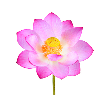 pink lotus flower isolated on white backgroundの写真素材