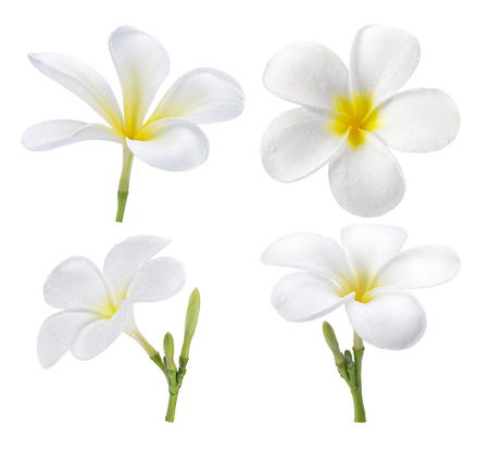 frangipani flower isolated on white on white backgroundの写真素材