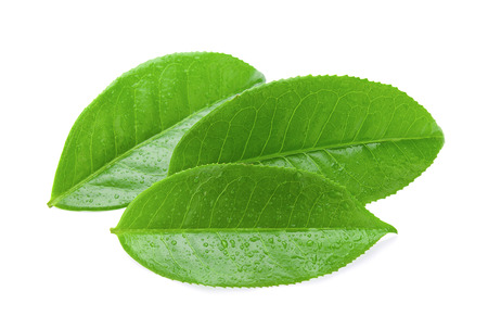 tea leaf isolated on white backgroundの写真素材