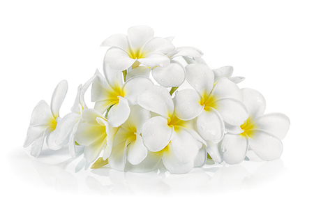 frangipani flower isolated white backgroundの写真素材