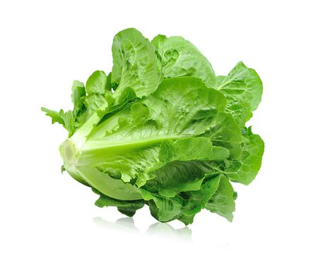 Fresh green cos lettuce Isolated on White Backgroundの写真素材