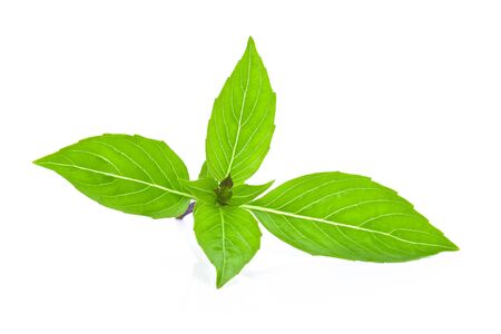 Sweet Basil isolated on white background.の写真素材