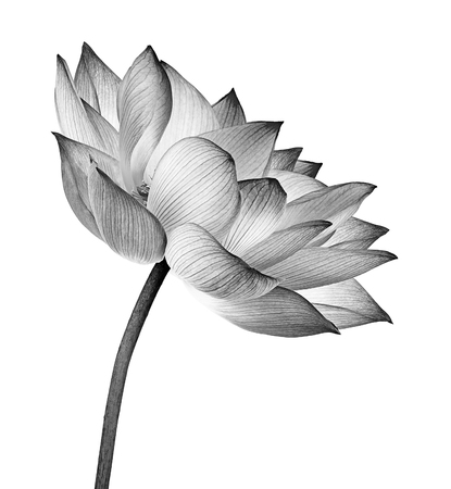 lotus flower isolated on white backgroundの写真素材
