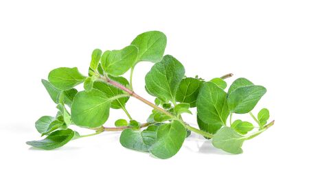 fresh oregano herb on white backgroundの写真素材