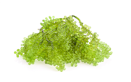 Sea grapes ( green caviar ) seaweed on white backgroundの写真素材