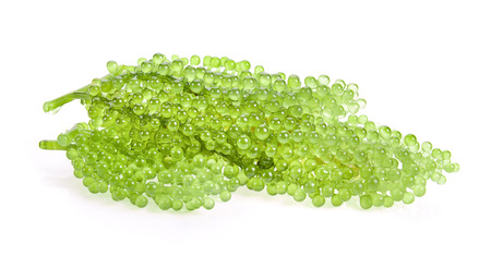 Sea grapes ( green caviar ) seaweed on white backgroundの写真素材
