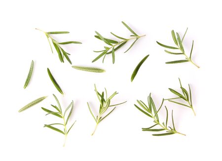Rosemary isolated on white backgroundの写真素材