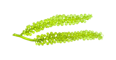 Sea grapes ( green caviar ) seaweed on white backgrounの写真素材